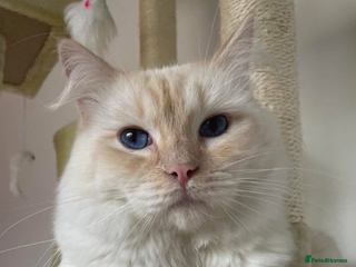 Ragdoll cats in Pontypridd - Advert 9