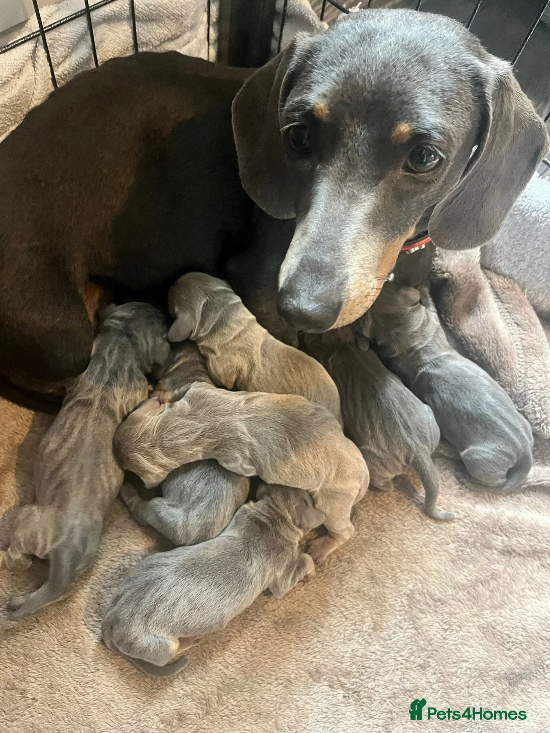 Miniature Dachshund dogs for stud: KC reg Isabella & Tan Stud! Free ovulation test in Stockton-on-Tees - Advert 6