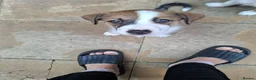Border Collie dogs for sale: 2 beautiful male collies for sale  - Advert 1
