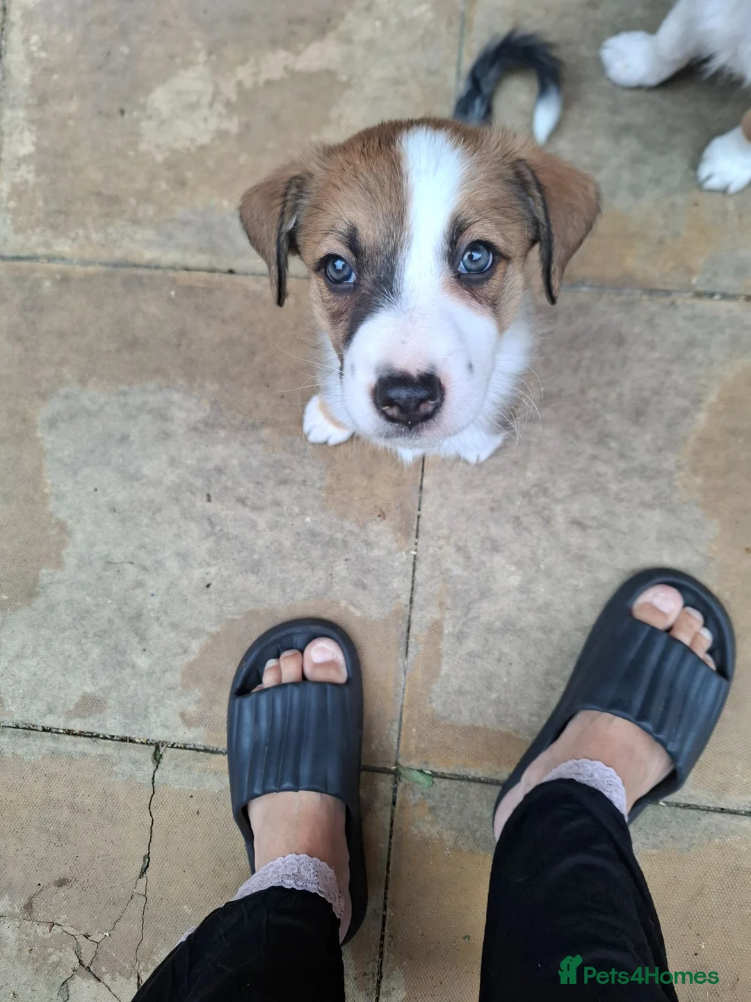 Border Collie dogs for sale: 2 beautiful male collies for sale  - Advert 1