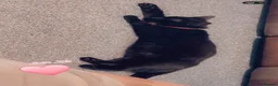 Mixed Breed cats for sale: 2 black female cats looking for a forever  home - Advert 3