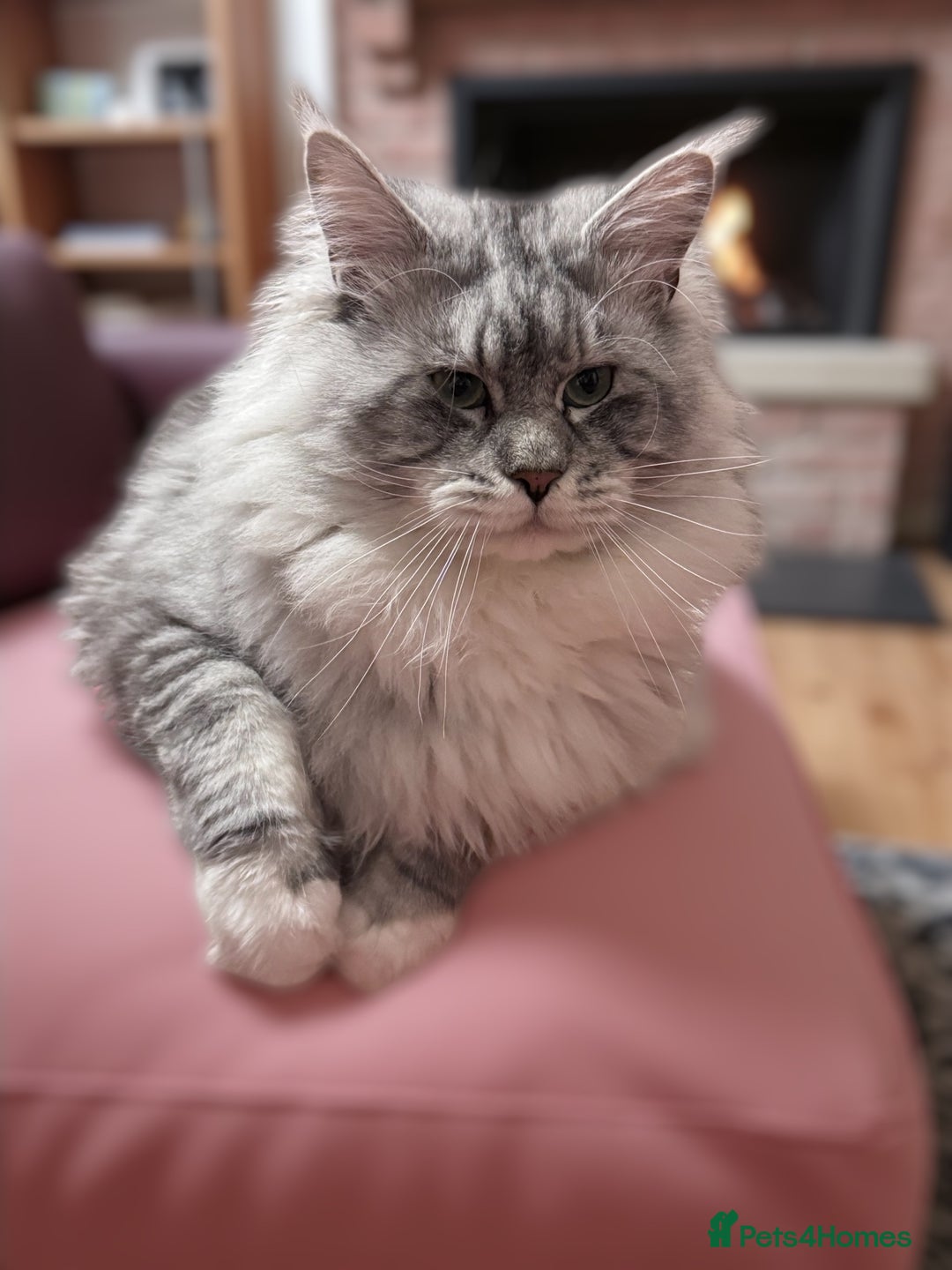 Maine Coon cats for stud: 🔥Beautiful stud Maine Coon ❤️ in Northampton - Advert 14