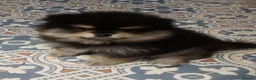 Pomeranian dogs for sale: Stunning Pomeranian Boy Puppy - Advert 3