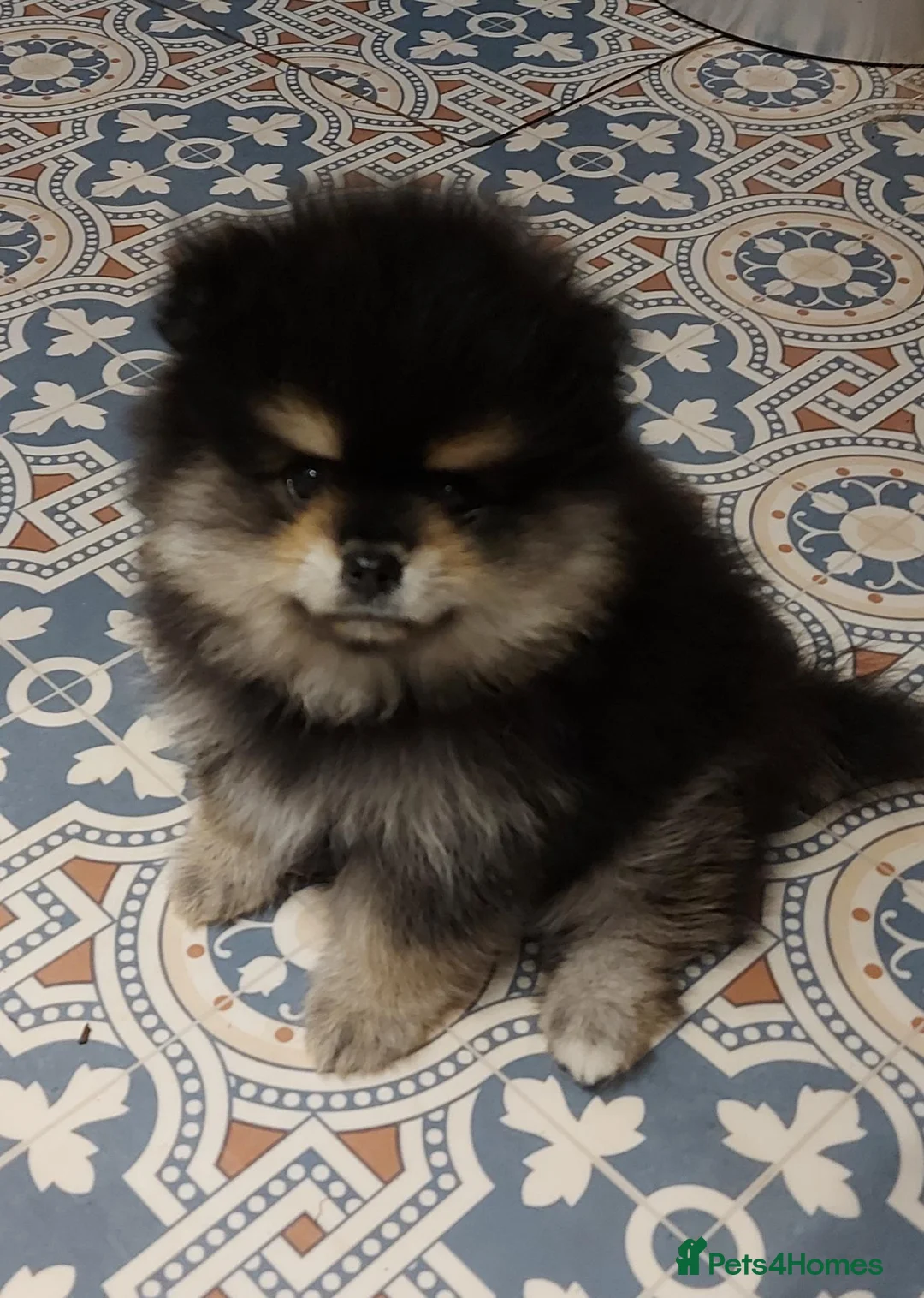 Pomeranian dogs for sale: Stunning Pomeranian Boy Puppy - Advert 3