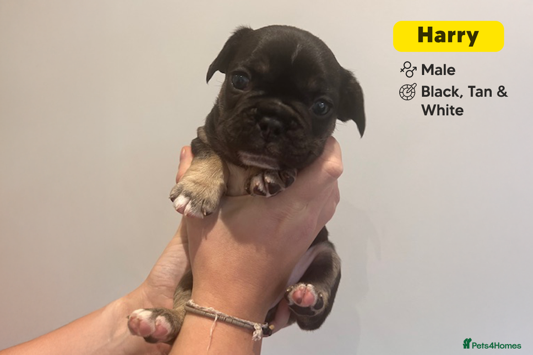 French Bulldog dogs for sale: Stunning KC Registered French Bulldog Puppies - Advert 5