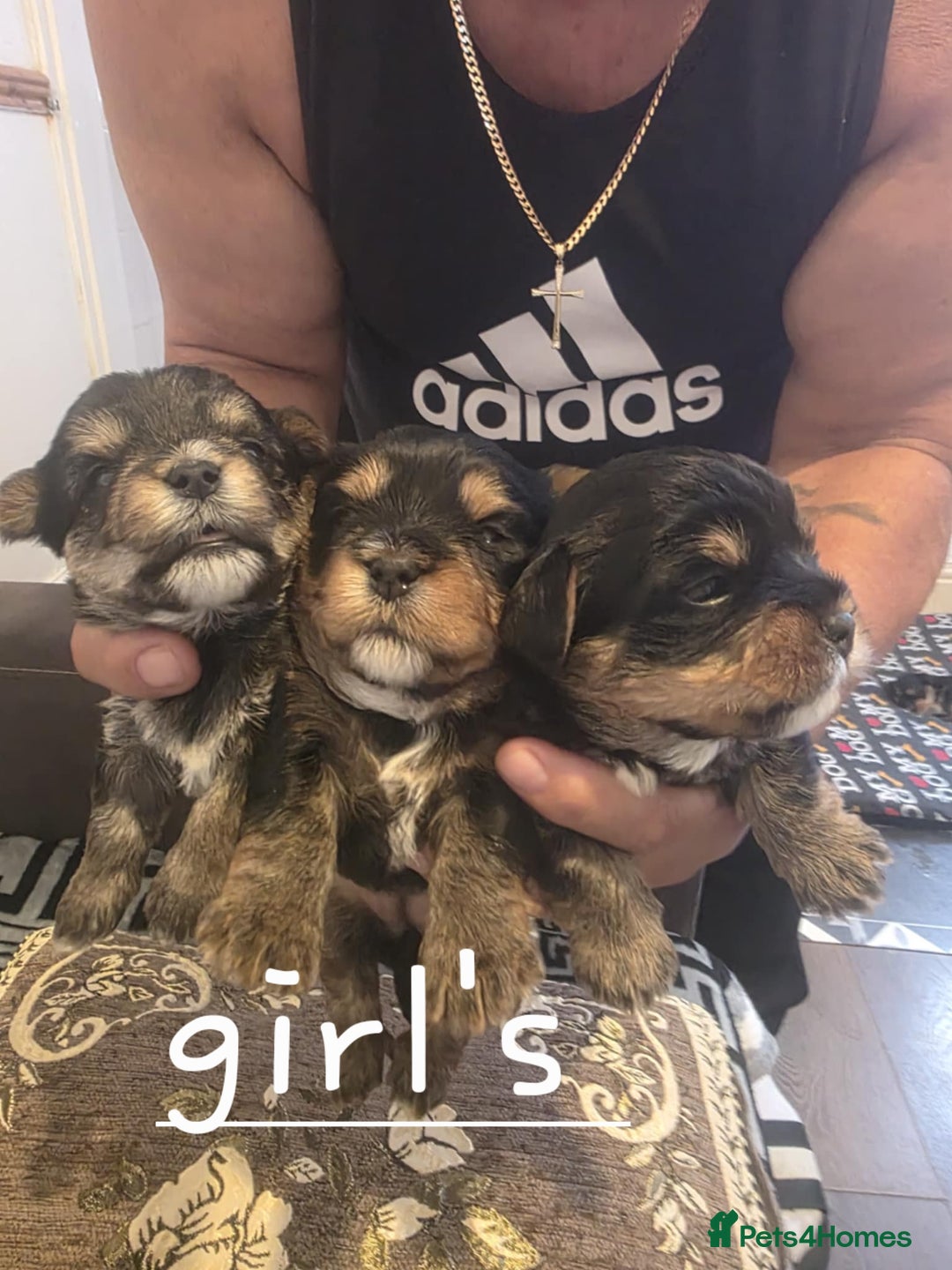 Yorkshire Terrier dogs for sale: Yorkshire Terrier pups - Image 1