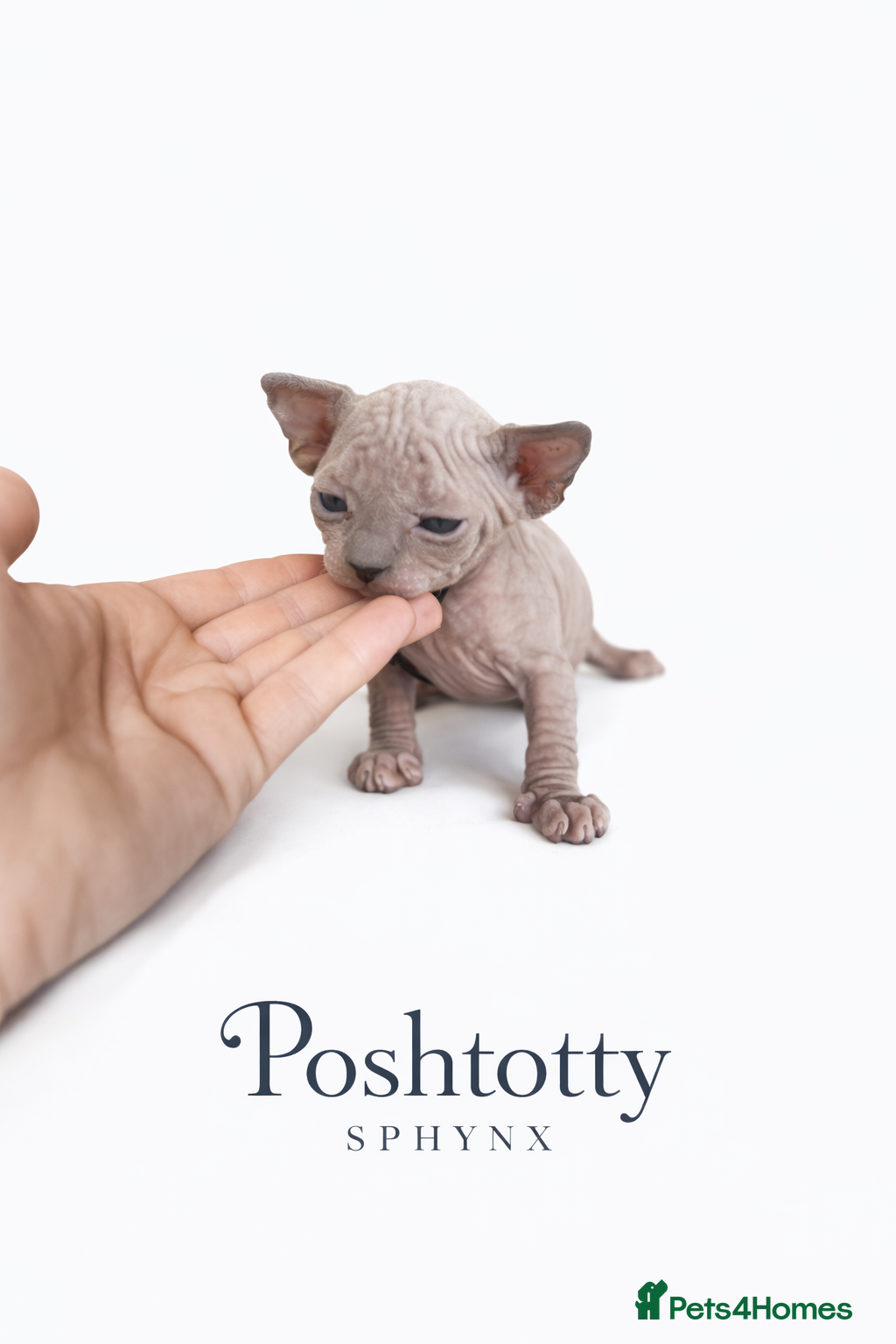 Sphynx cats Sphynx Kittens - European Champion Bloodlines - Advert 6