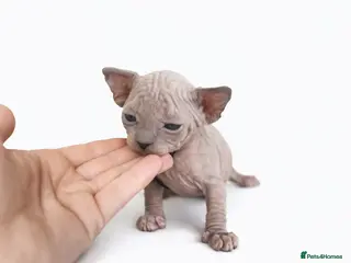 Sphynx cats Sphynx Kittens - European Champion Bloodlines - Advert 6
