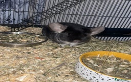 Chinchilla rodents for sale: Chinchilla and set up for sale  - Image 3