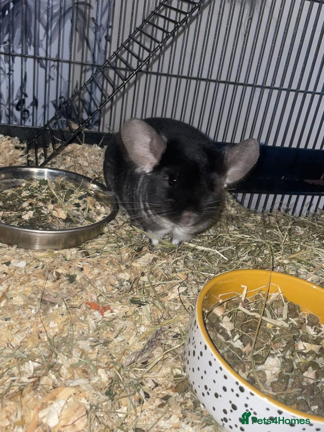 Chinchilla rodents for sale: Chinchilla and set up for sale  - Image 3