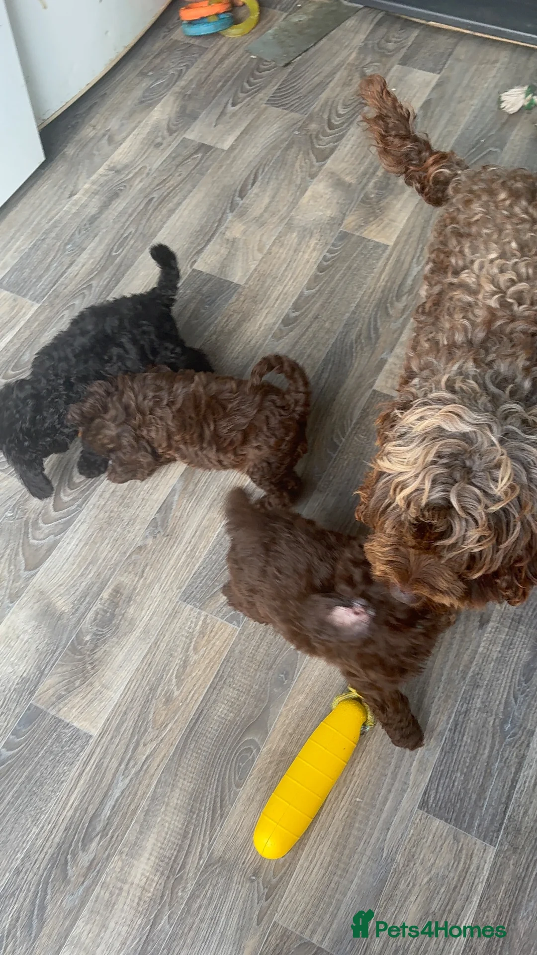 Cockapoo dogs for sale: Beautiful Show Cockapoo F1b - Advert 6
