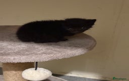 Bombay cats for sale: 2 male kittens for sale  - Image 1