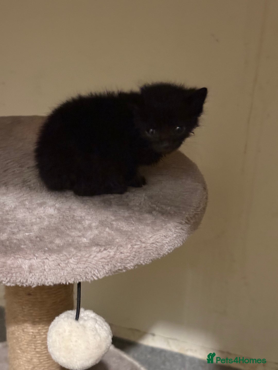 Bombay cats for sale: 2 male kittens for sale  - Image 1