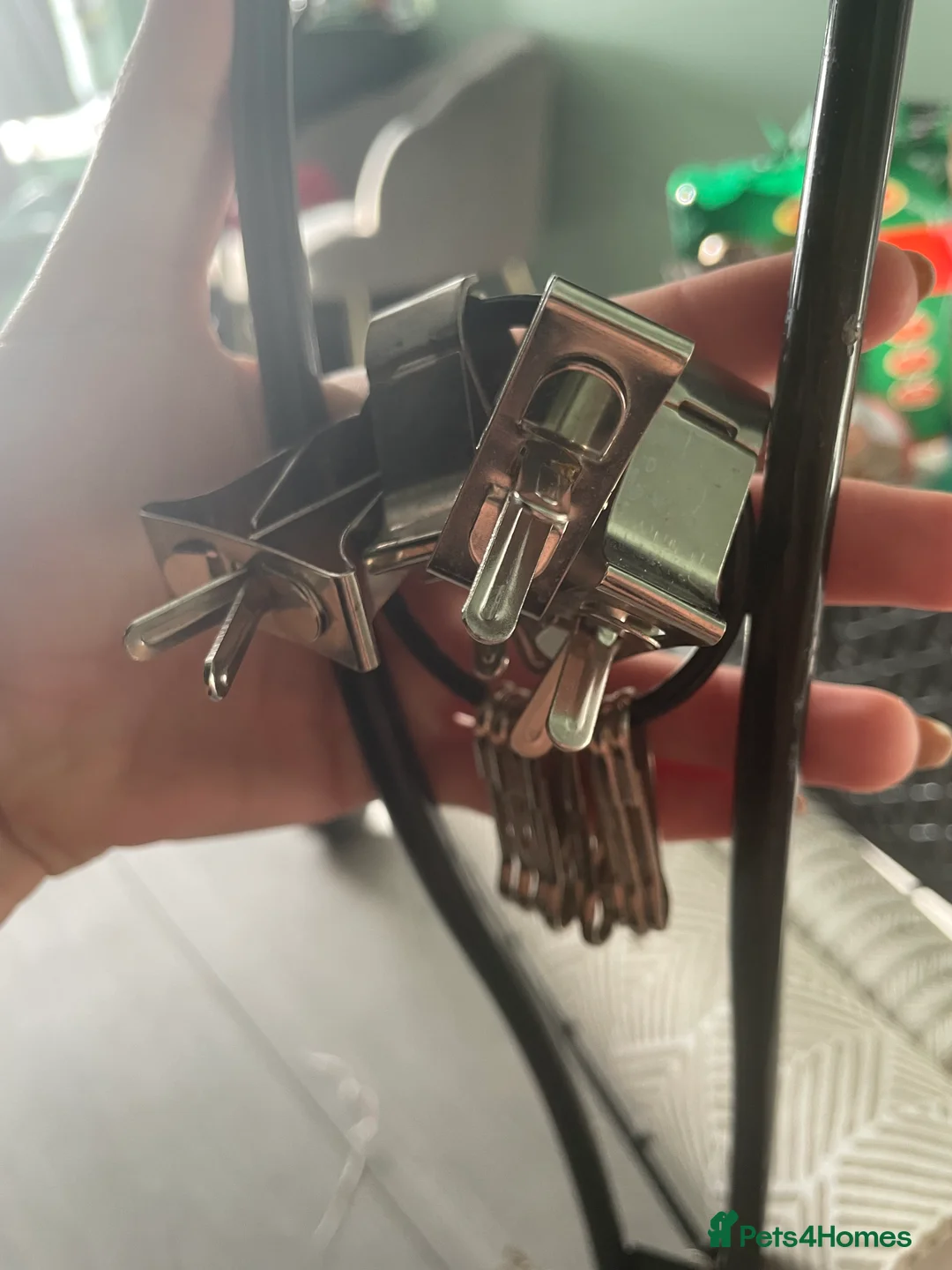 Canaries birds for sale: Canaries as a pair for sale - Advert 18