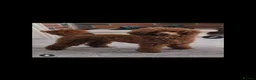 Cavapoo dogs for sale: 5 Beautiful Cavapoos from a family home.  in Newcastle upon Tyne - Advert 2