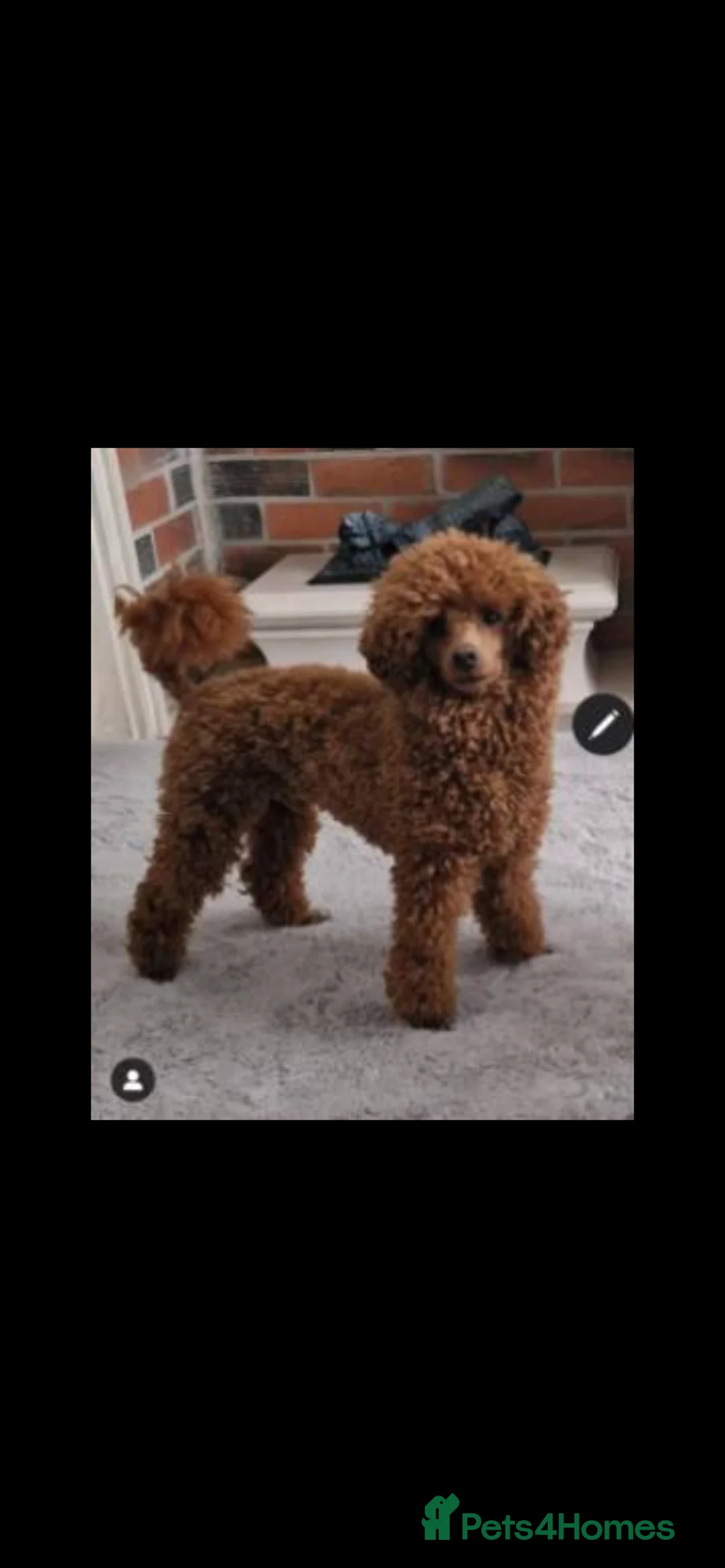 Cavapoo dogs for sale: 5 Beautiful Cavapoos from a family home.  in Newcastle upon Tyne - Advert 2