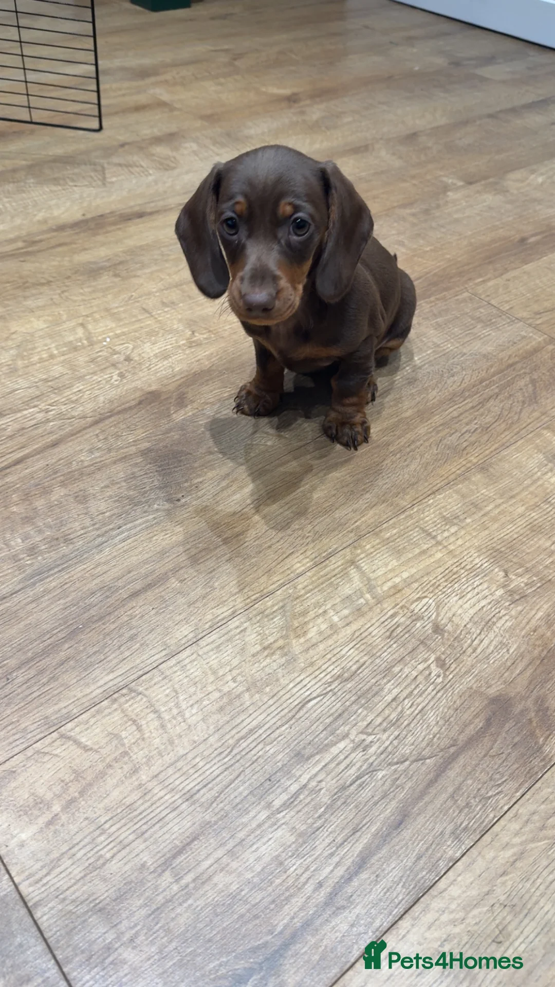 Miniature Dachshund dogs for sale: Ready now miniature dachshunds - Advert 4