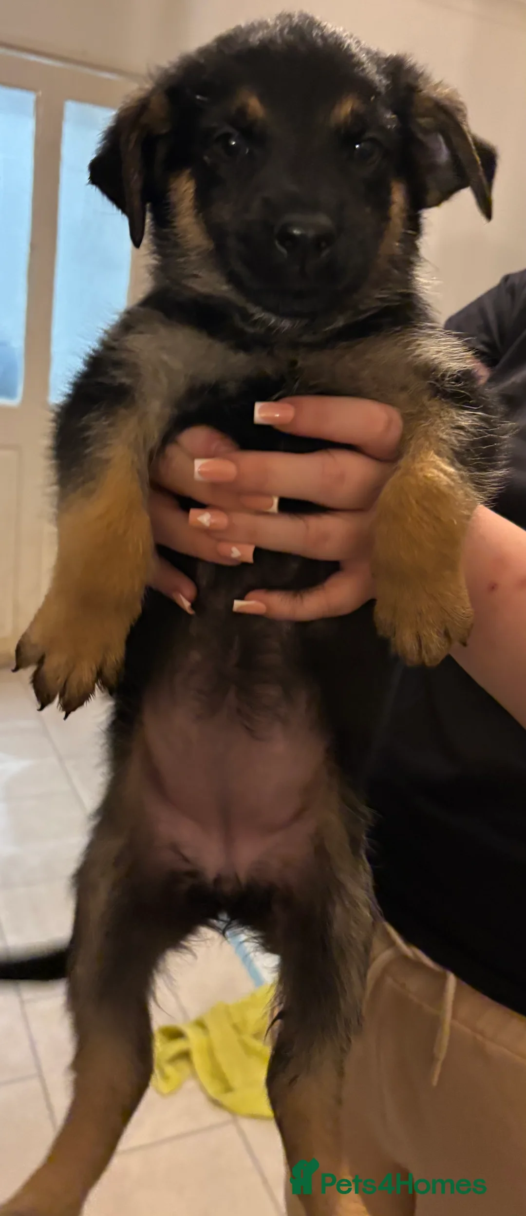 Mixed Breed dogs for sale: German Shepherd Rottweiler Puppies - Advert 18