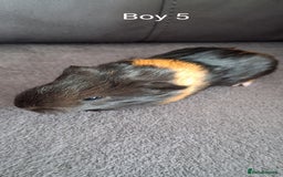 Guinea Pig rodents for sale: 3 girls 5 boys ready to leave - Image 13