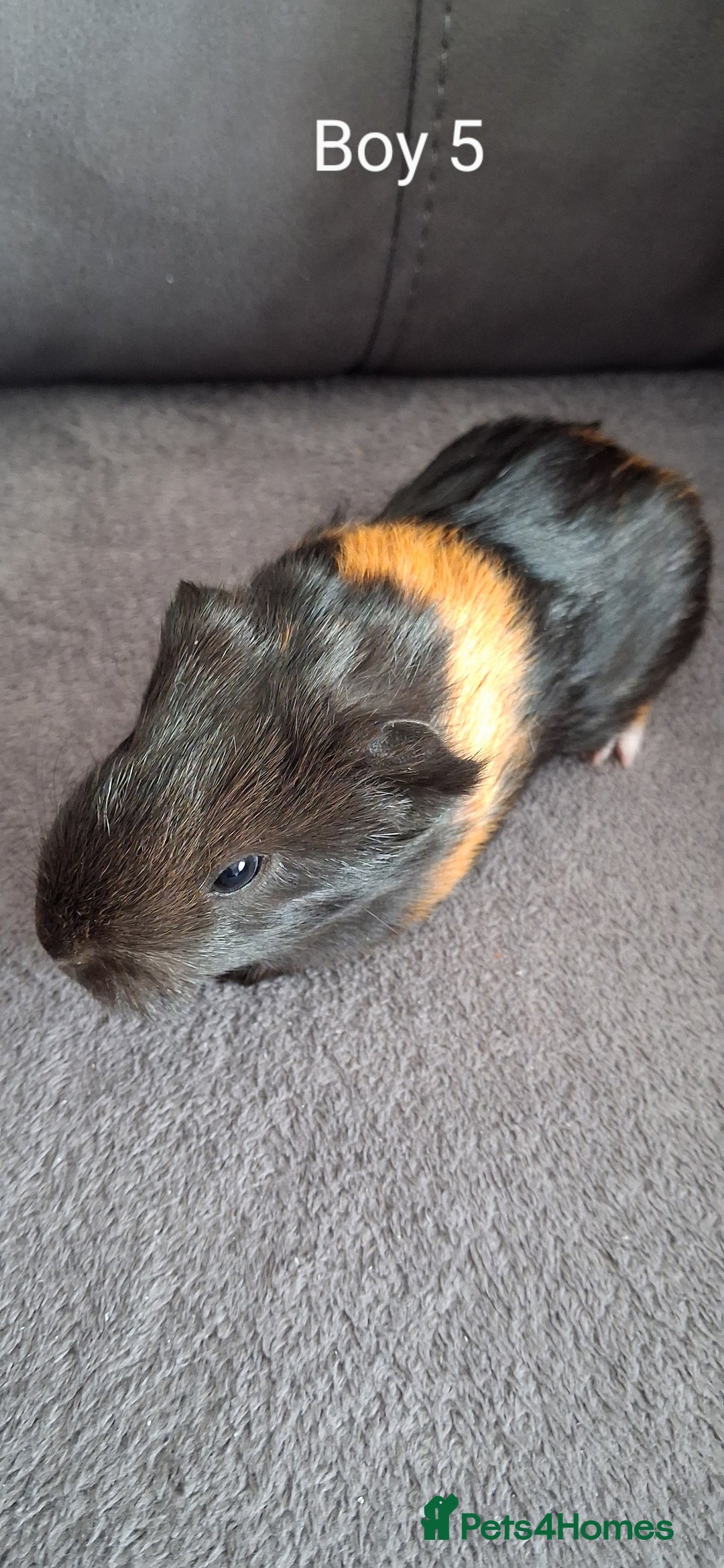 Guinea Pig rodents for sale: 3 girls 5 boys ready to leave - Image 13