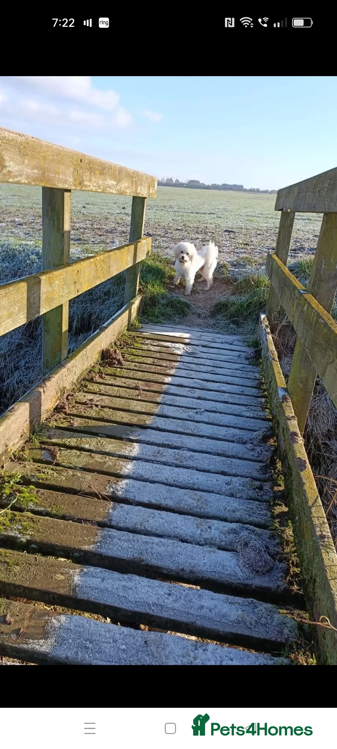 Poochon dogs for stud: STUNNING toy poochon stud. Health tested - Advert 7