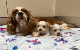 Cavalier King Charles Spaniel dogs for sale: Beautiful Cavalier Cross Maltese Puppies  - Advert 11