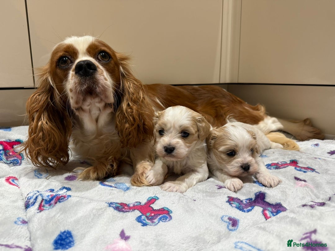 Cavalier King Charles Spaniel dogs for sale: Beautiful Cavalier Cross Maltese Puppies  - Advert 11