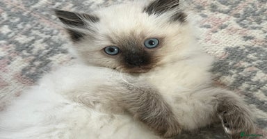 Siberian cats - Advert 2