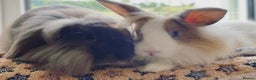 Lionhead rabbits for sale: Lions mane pair - Advert 1