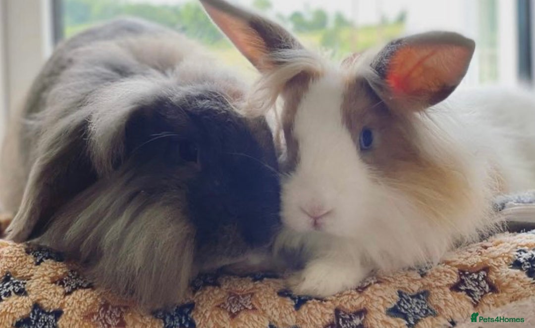 Lionhead rabbits for sale: Lions mane pair - Advert 1