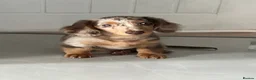 Miniature Dachshund dogs for sale: Long haired miniature dachshund boy - Advert 2
