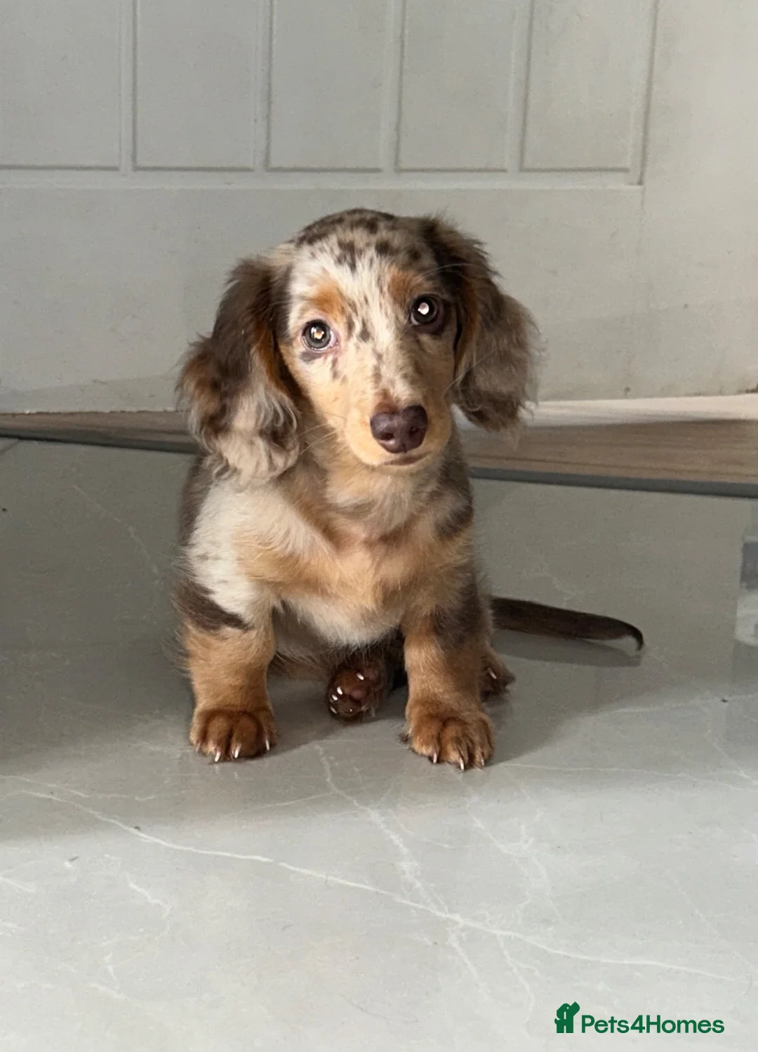 Miniature Dachshund dogs for sale: Long haired miniature dachshund boy - Advert 2