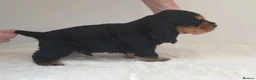 Cocker Spaniel dogs for sale: K.C Show line Cocker Spaniel puppies  - Advert 21