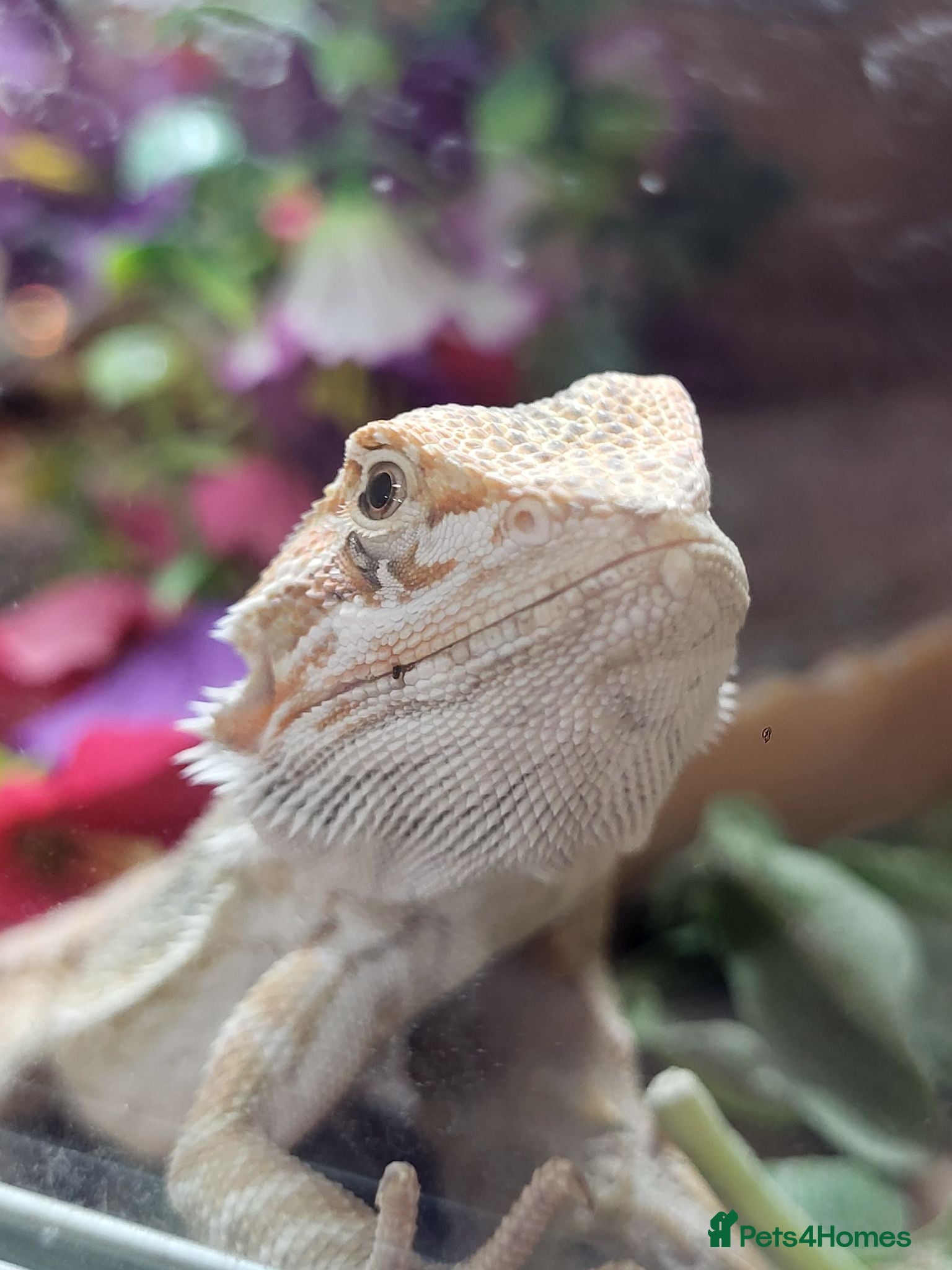 Bearded Dragon reptiles Beardy babies - Advert 2