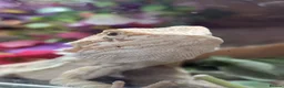 Bearded Dragon reptiles for sale: Beardy babies - Advert 1