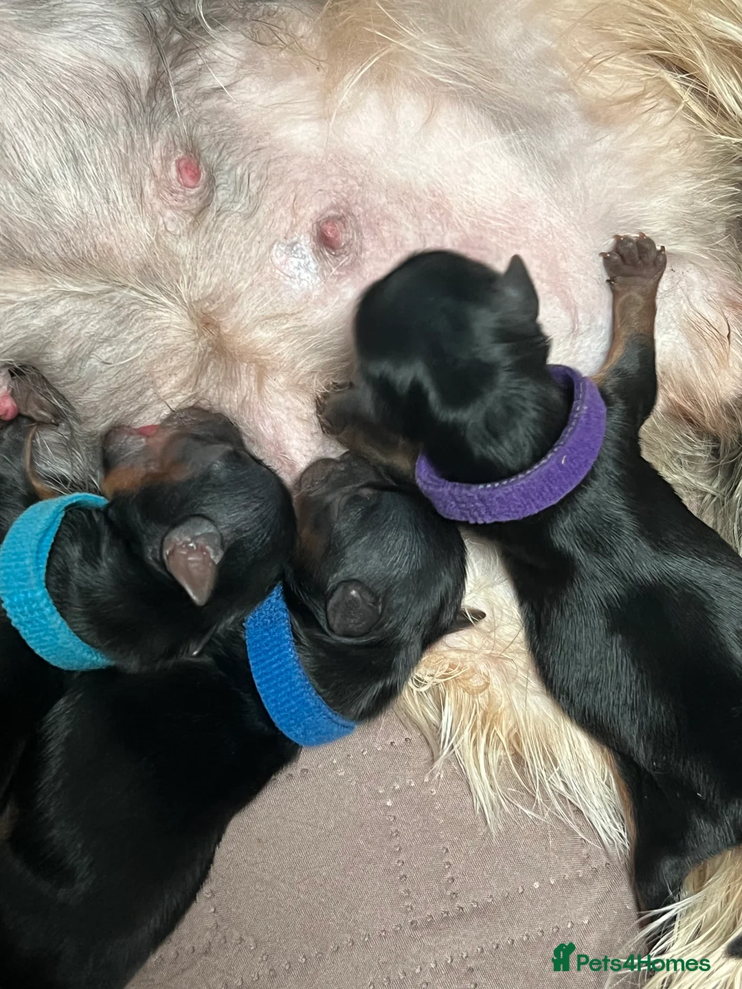 Yorkshire Terrier dogs for sale: Exceptional Pure Yorkshire Terrier Boys  - Advert 5