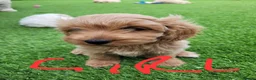 Mixed Breed dogs for sale: *READY TO LEAVE* 7 beautiful Cavapoochons  - Advert 2