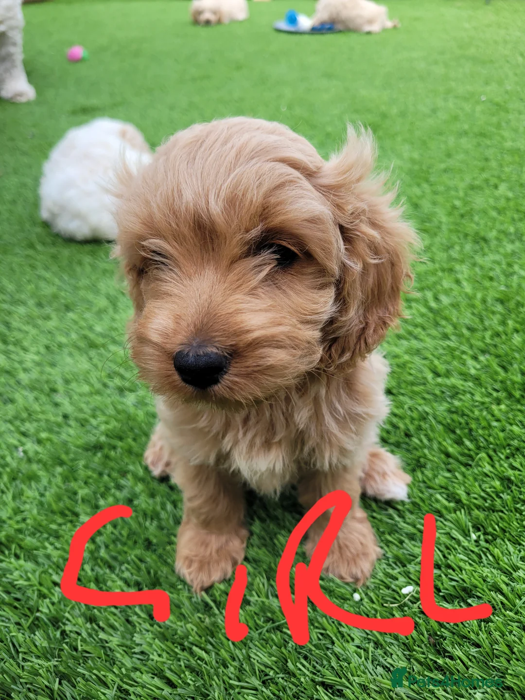 Mixed Breed dogs for sale: *READY TO LEAVE* 7 beautiful Cavapoochons  - Advert 2