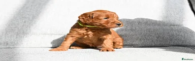 Mini Goldendoodle Puppy 2