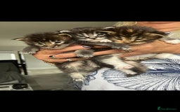 Maine Coon cats for sale: Affectionate Pure Breed Mainecoon Kittens - Image 1