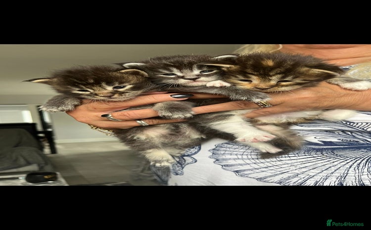 Maine Coon cats - Advert 4