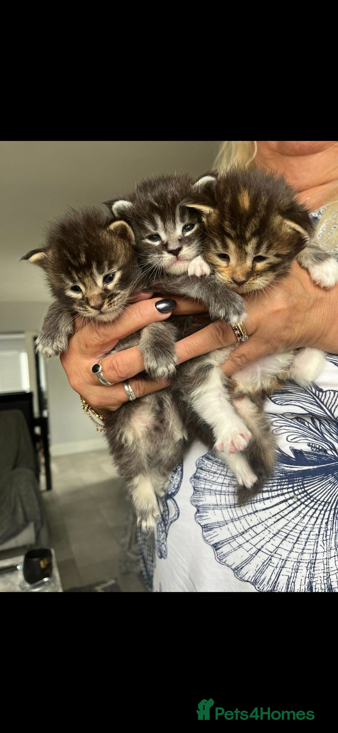 Maine Coon cats for sale: Affectionate Pure Breed Mainecoon Kittens - Image 1