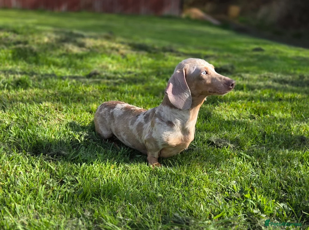 Miniature Dachshund dogs for sale: RETIRMENT HOME ONLY FOR MARLENE  - Advert 10