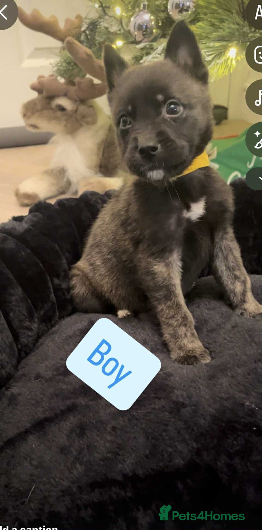 Huskita dogs for sale: Stunning little huski pups  - Advert 3