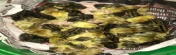 Quail poultry for sale: QUAIL CHICKS/CHINESE PAINTED BUTTONS ! - Advert 1
