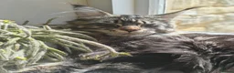 Maine Coon cats for sale: Exceptional Russian Line Maine coons - Advert 23