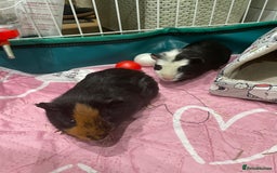 Guinea Pig rodents for sale: X2 Male Guinea Pigs  - Image 1