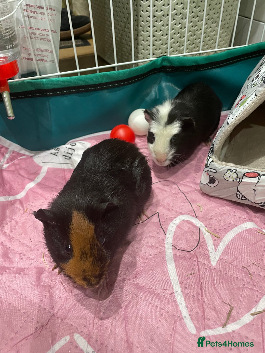 Guinea Pig rodents for sale: X2 Male Guinea Pigs  - Image 1