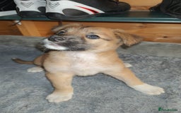 Mixed Breed dogs for sale: German Staffy Litter Available 12/10/25 - Image 6