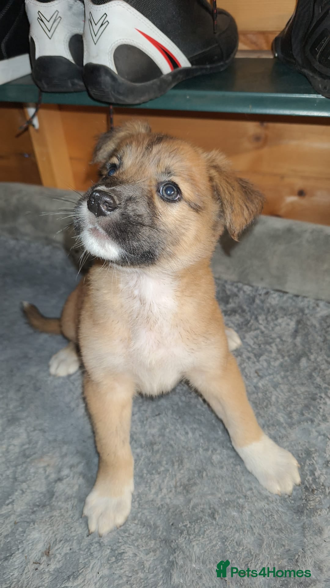 Mixed Breed dogs for sale: German Staffy Litter Available 12/10/25 - Image 6